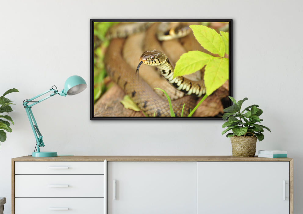 beeindruckende Schlange auf Leinwandbild gerahmt verschiedene Größen im Wohnzimmer