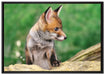 junger Fuchs auf Leinwandbild gerahmt Größe 100x70