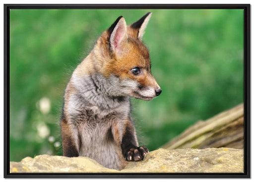 junger Fuchs auf Leinwandbild gerahmt Größe 100x70