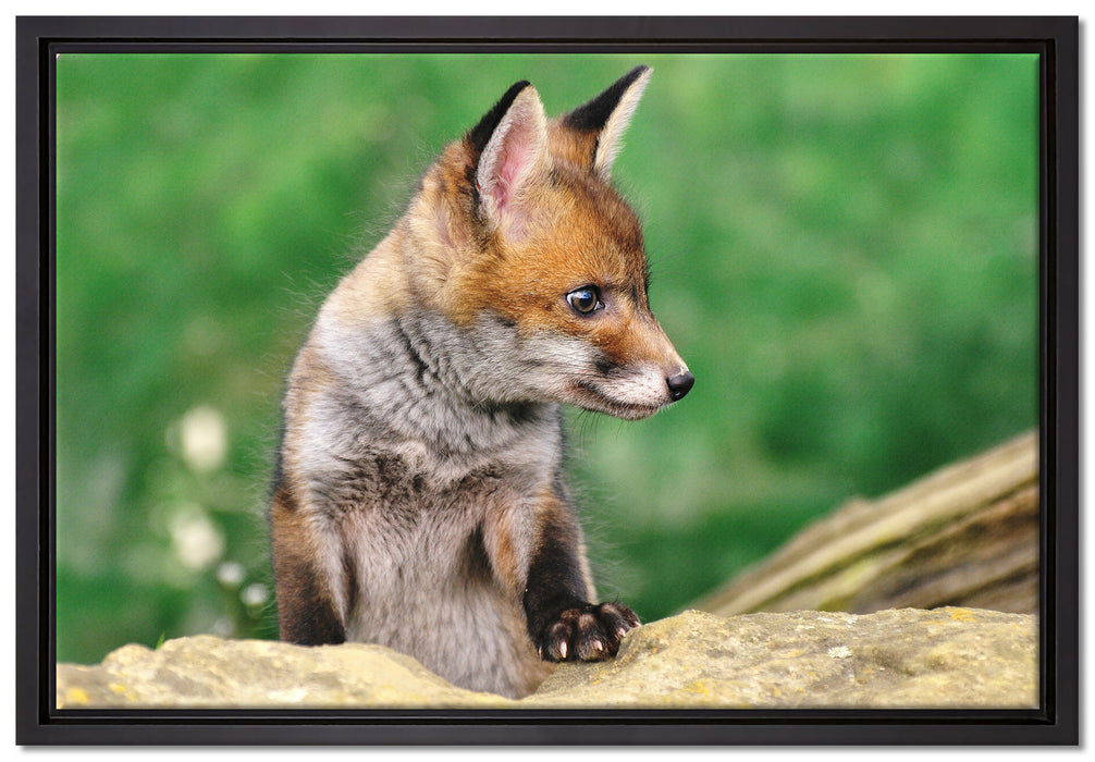 junger Fuchs auf Leinwandbild gerahmt Größe 60x40