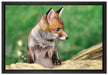 junger Fuchs auf Leinwandbild gerahmt Größe 60x40