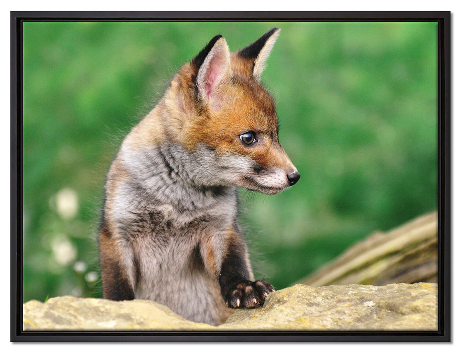 junger Fuchs auf Leinwandbild gerahmt Größe 80x60