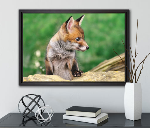 junger Fuchs auf Leinwandbild gerahmt mit Kirschblüten