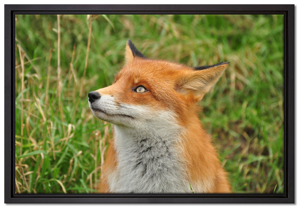 prächtige Waldohreule auf Leinwandbild gerahmt Größe 60x40