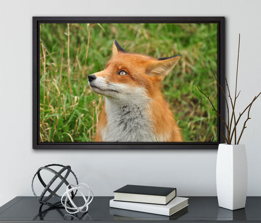 prächtige Waldohreule auf Leinwandbild gerahmt mit Kirschblüten