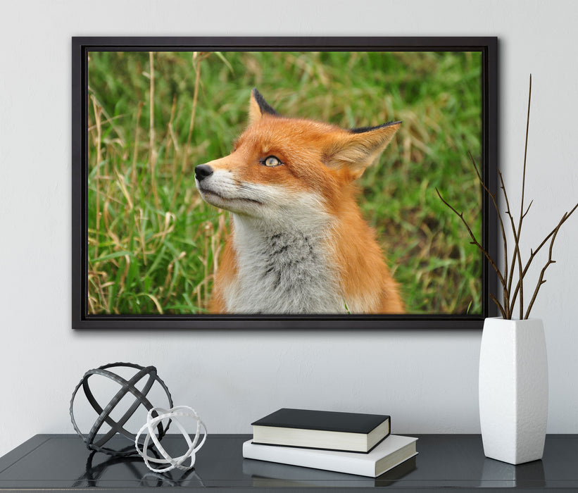 prächtige Waldohreule auf Leinwandbild gerahmt mit Kirschblüten