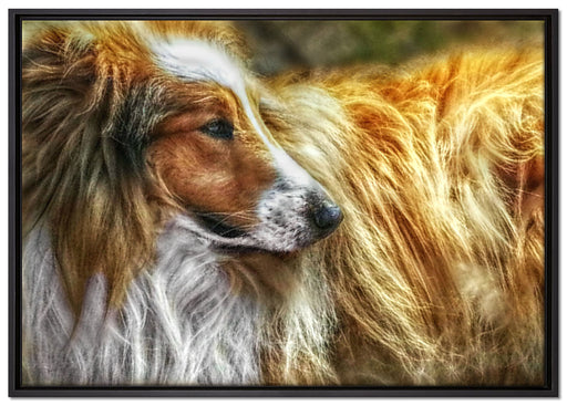 schöner Collie im Seitenprofil auf Leinwandbild gerahmt Größe 100x70