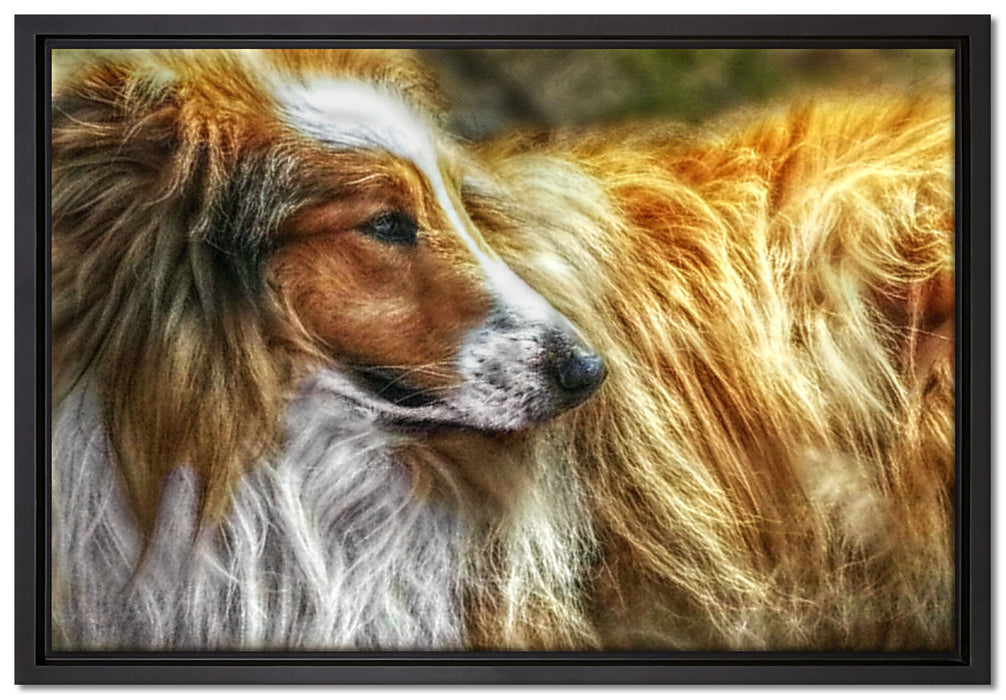 schöner Collie im Seitenprofil auf Leinwandbild gerahmt Größe 60x40