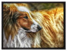 schöner Collie im Seitenprofil auf Leinwandbild gerahmt Größe 80x60