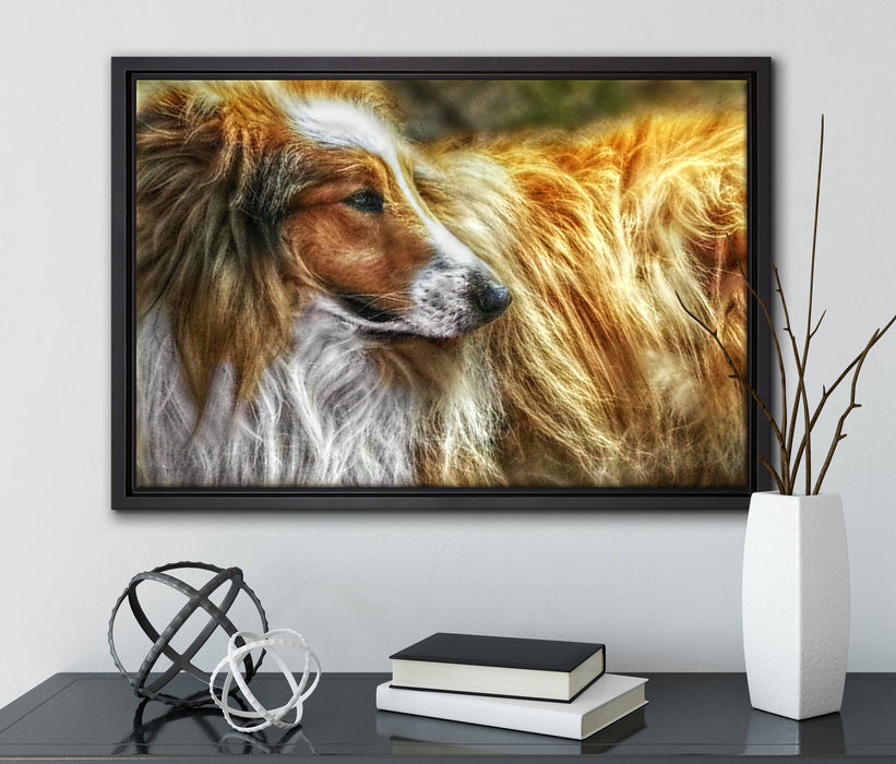 schöner Collie im Seitenprofil auf Leinwandbild gerahmt mit Kirschblüten