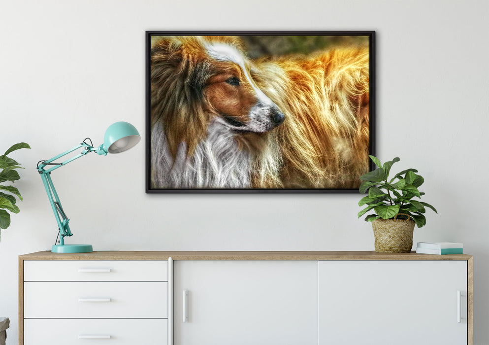 schöner Collie im Seitenprofil auf Leinwandbild gerahmt verschiedene Größen im Wohnzimmer