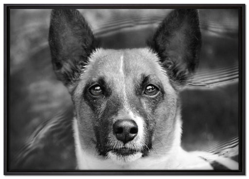 niedlicher Hund im Wasser auf Leinwandbild gerahmt Größe 100x70