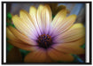 außergewöhnliche Blume auf Leinwandbild gerahmt Größe 100x70
