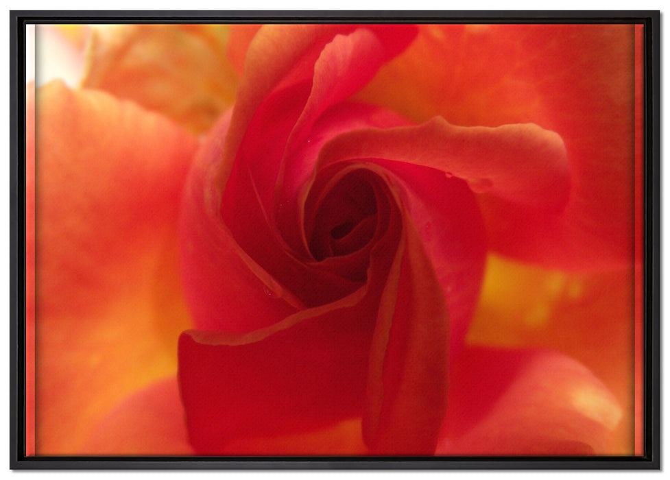 zarte Rosenblüte auf Leinwandbild gerahmt Größe 100x70