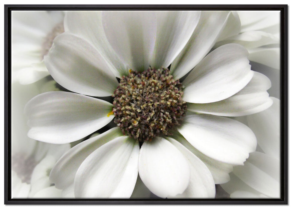 kleine weiße zarte Blüte auf Leinwandbild gerahmt Größe 100x70