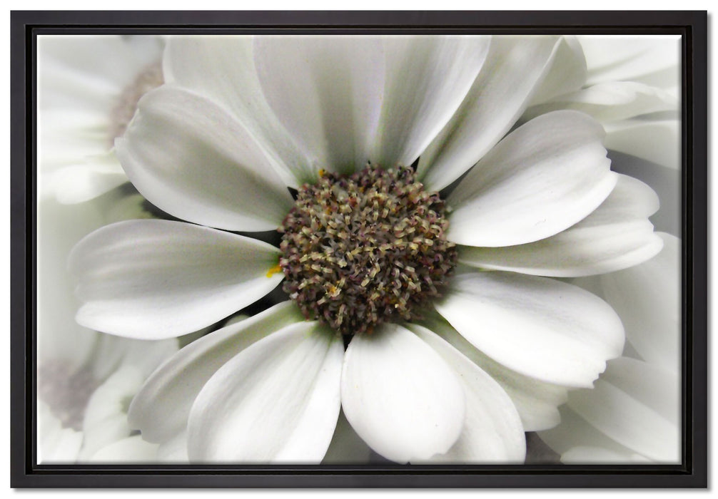kleine weiße zarte Blüte auf Leinwandbild gerahmt Größe 60x40