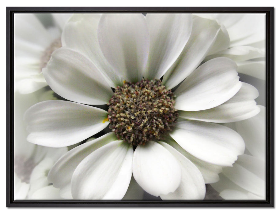 kleine weiße zarte Blüte auf Leinwandbild gerahmt Größe 80x60