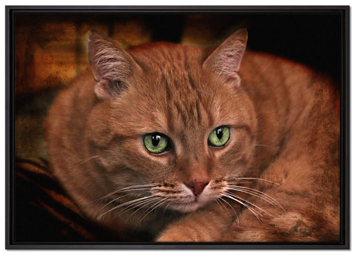schöne Hauskatze auf Leinwandbild gerahmt Größe 100x70