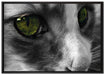 kleine Katze im Seitenprofil auf Leinwandbild gerahmt Größe 100x70
