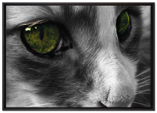 kleine Katze im Seitenprofil auf Leinwandbild gerahmt Größe 100x70