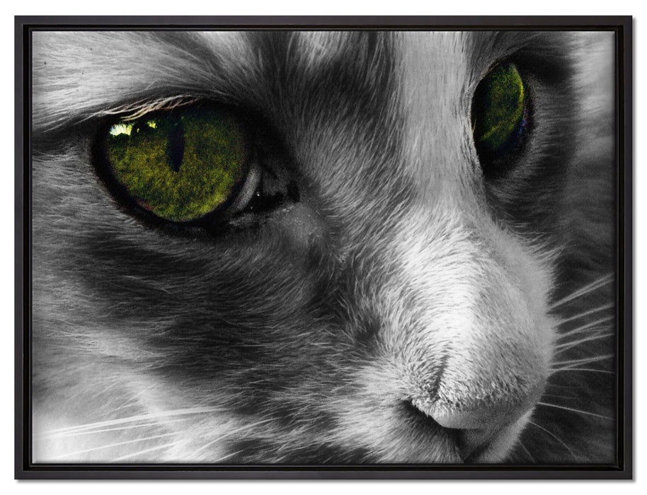 kleine Katze im Seitenprofil auf Leinwandbild gerahmt Größe 80x60