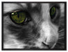 kleine Katze im Seitenprofil auf Leinwandbild gerahmt Größe 80x60