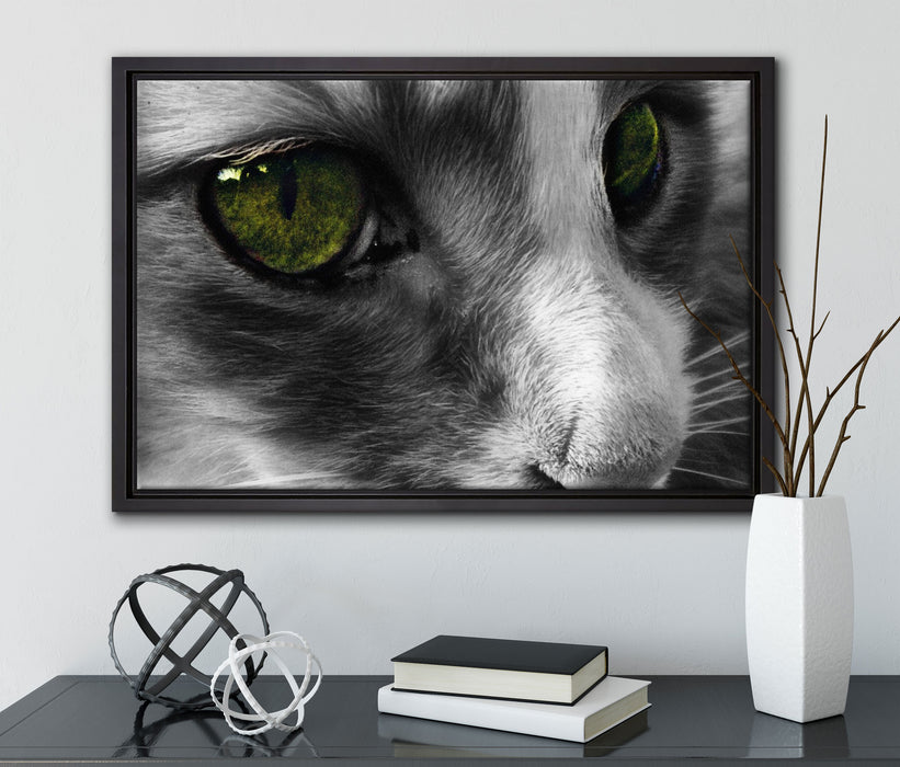 kleine Katze im Seitenprofil auf Leinwandbild gerahmt mit Kirschblüten