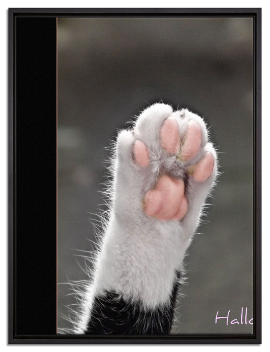 kleine Katzenpfote auf Leinwandbild gerahmt Größe 80x60