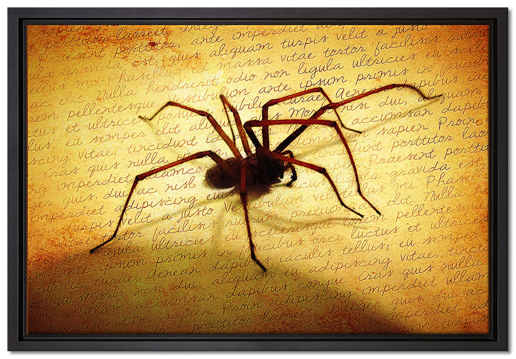 Hausspinne auf Briefpapier auf Leinwandbild gerahmt Größe 60x40