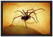 Hausspinne auf Briefpapier auf Leinwandbild gerahmt Größe 60x40