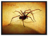 Hausspinne auf Briefpapier auf Leinwandbild gerahmt Größe 80x60