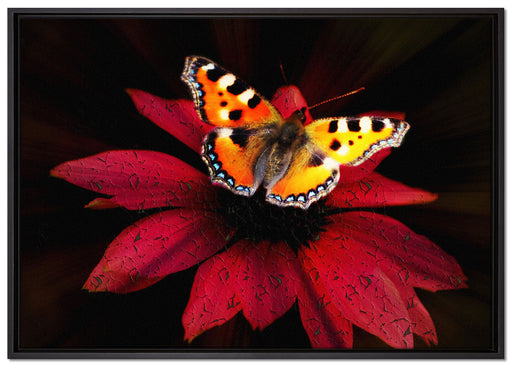 Schmetterling auf roter Blüte auf Leinwandbild gerahmt Größe 100x70