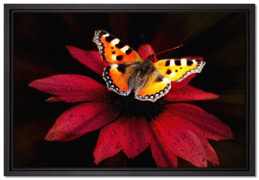 Schmetterling auf roter Blüte auf Leinwandbild gerahmt Größe 60x40