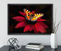 Schmetterling auf roter Blüte auf Leinwandbild gerahmt mit Kirschblüten