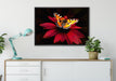 Schmetterling auf roter Blüte auf Leinwandbild gerahmt verschiedene Größen im Wohnzimmer