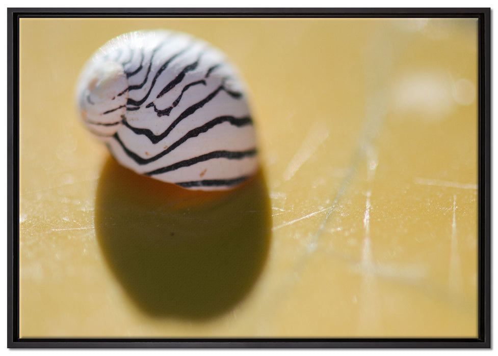 kleines gestreiftes Schneckenhaus auf Leinwandbild gerahmt Größe 100x70
