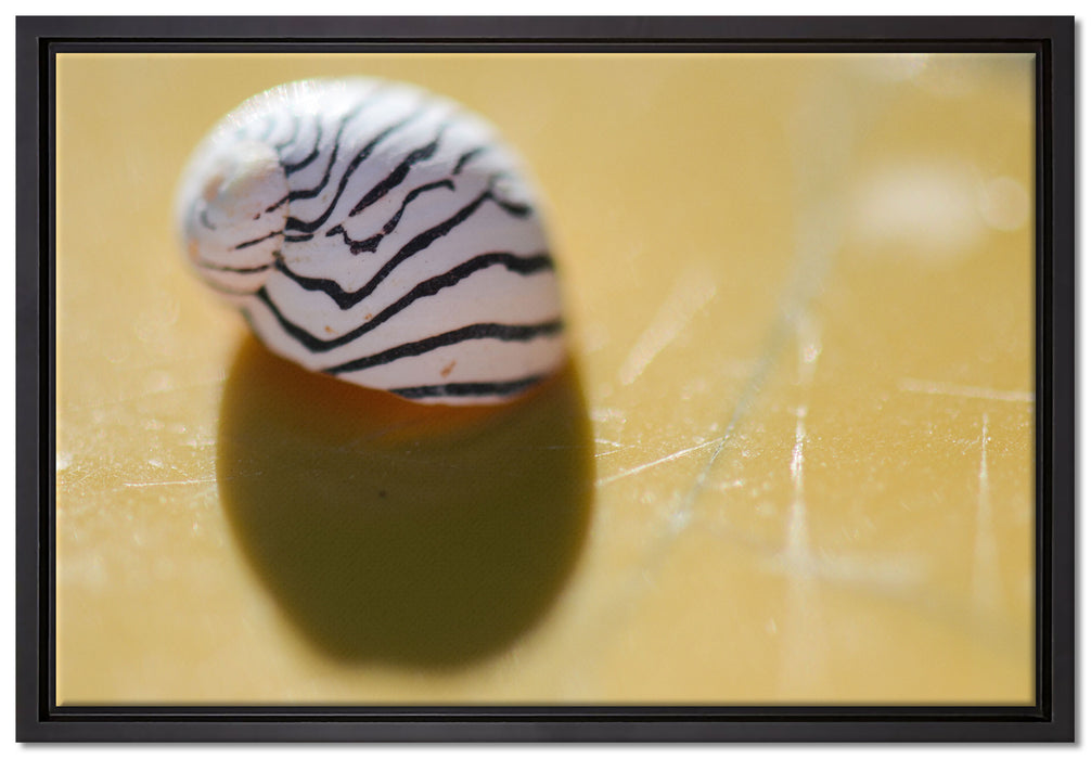 kleines gestreiftes Schneckenhaus auf Leinwandbild gerahmt Größe 60x40