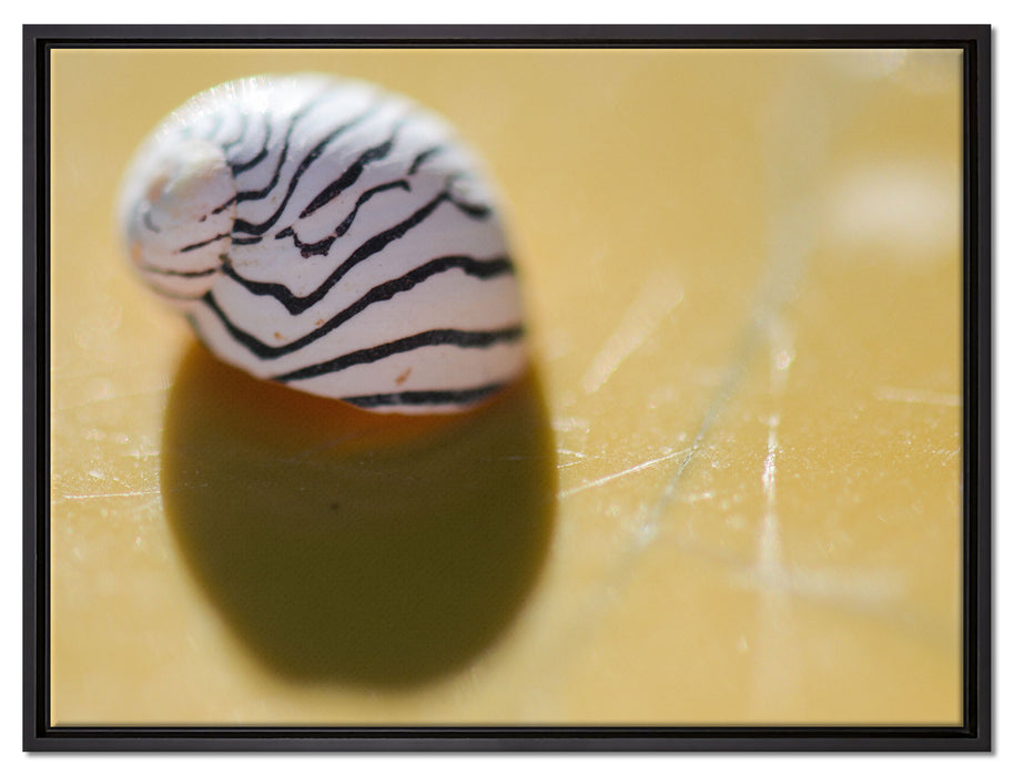 kleines gestreiftes Schneckenhaus auf Leinwandbild gerahmt Größe 80x60