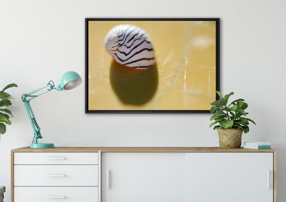 kleines gestreiftes Schneckenhaus auf Leinwandbild gerahmt verschiedene Größen im Wohnzimmer