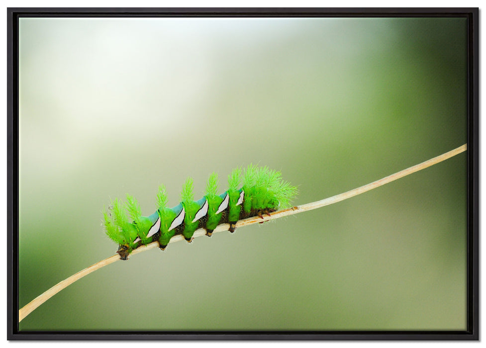 seltene grüne Raupe auf Leinwandbild gerahmt Größe 100x70