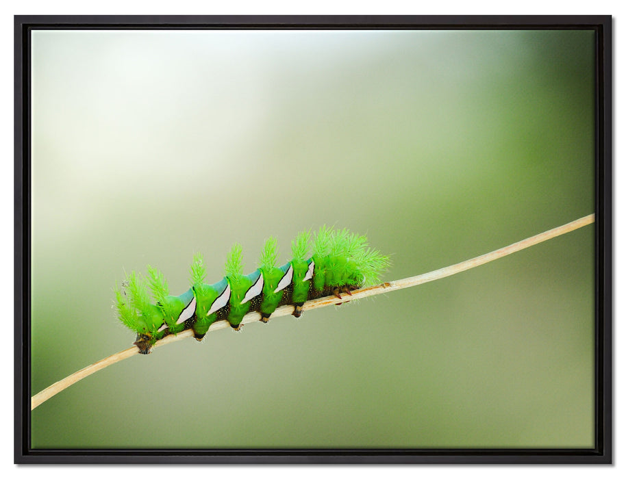 seltene grüne Raupe auf Leinwandbild gerahmt Größe 80x60