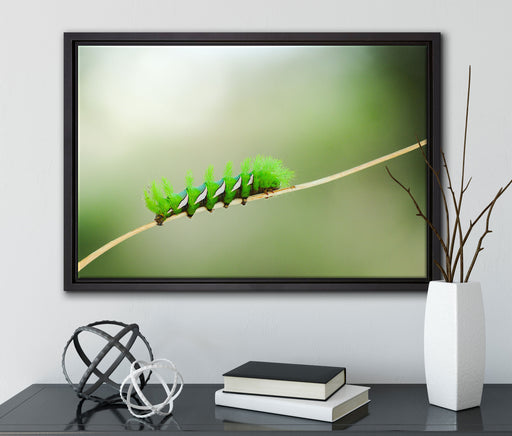 seltene grüne Raupe auf Leinwandbild gerahmt mit Kirschblüten