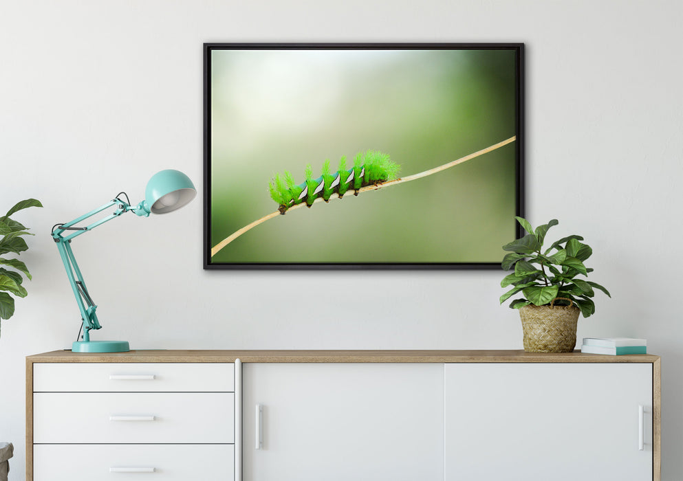 seltene grüne Raupe auf Leinwandbild gerahmt verschiedene Größen im Wohnzimmer