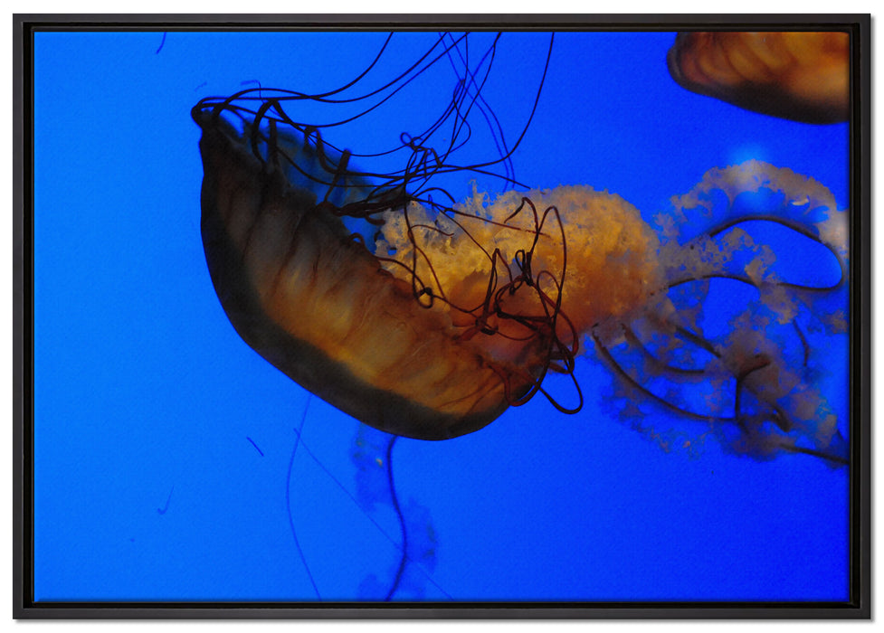 anmutige Qualle im Wasser auf Leinwandbild gerahmt Größe 100x70