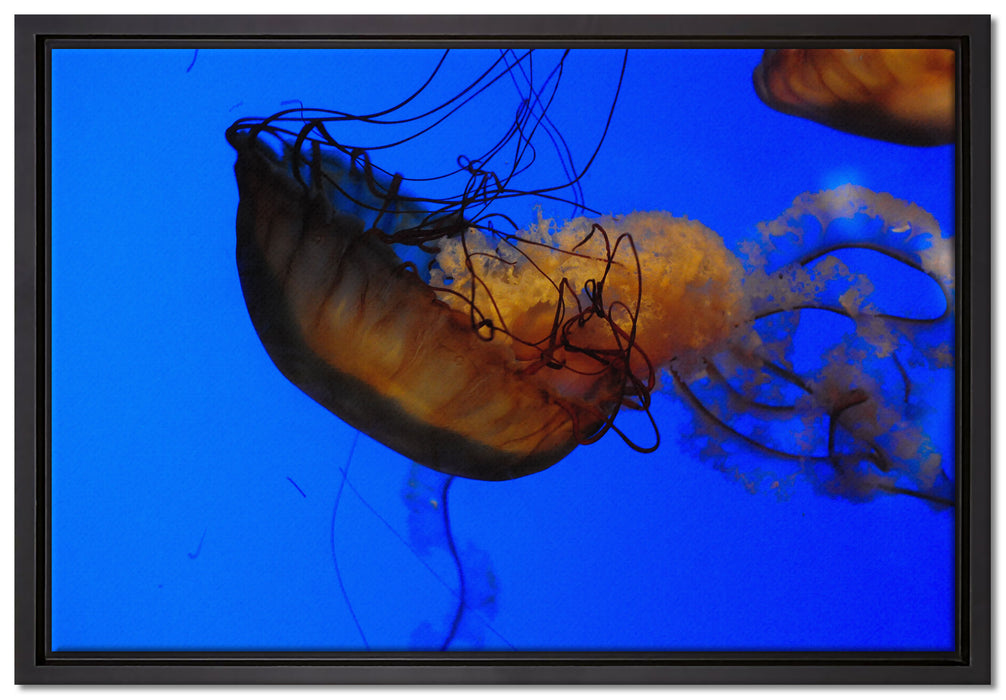 anmutige Qualle im Wasser auf Leinwandbild gerahmt Größe 60x40