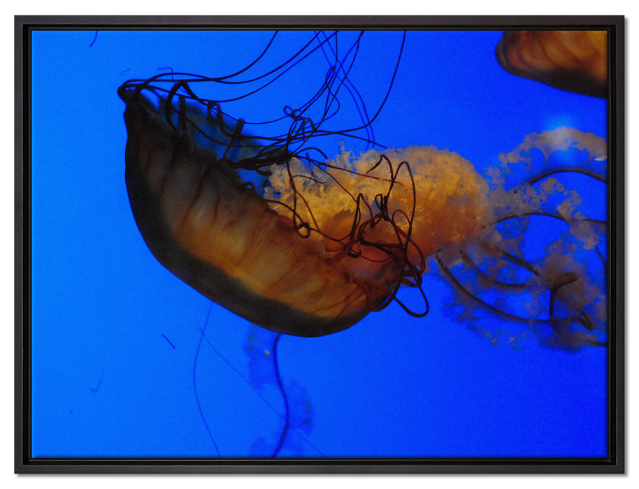 anmutige Qualle im Wasser auf Leinwandbild gerahmt Größe 80x60