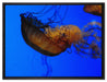 anmutige Qualle im Wasser auf Leinwandbild gerahmt Größe 80x60