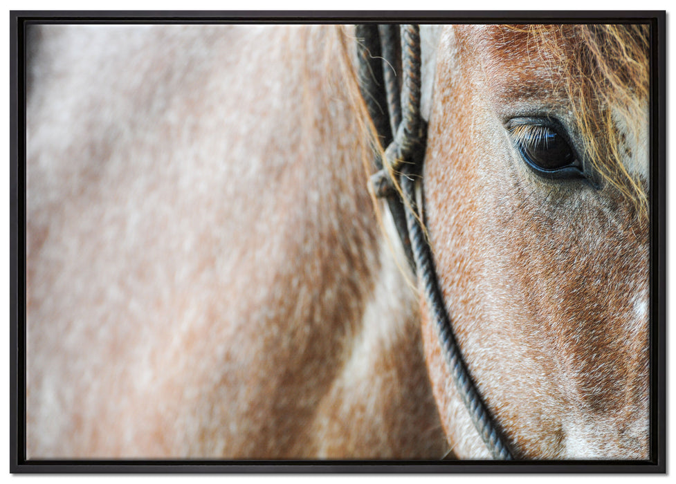 prachtvolles Pferd auf Leinwandbild gerahmt Größe 100x70