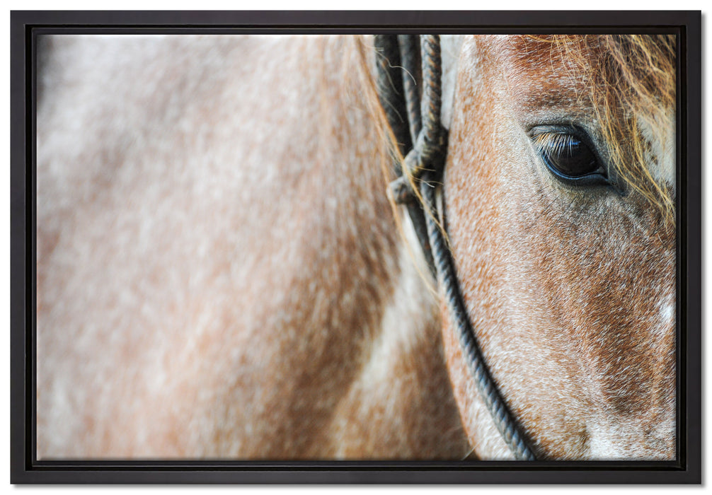 prachtvolles Pferd auf Leinwandbild gerahmt Größe 60x40