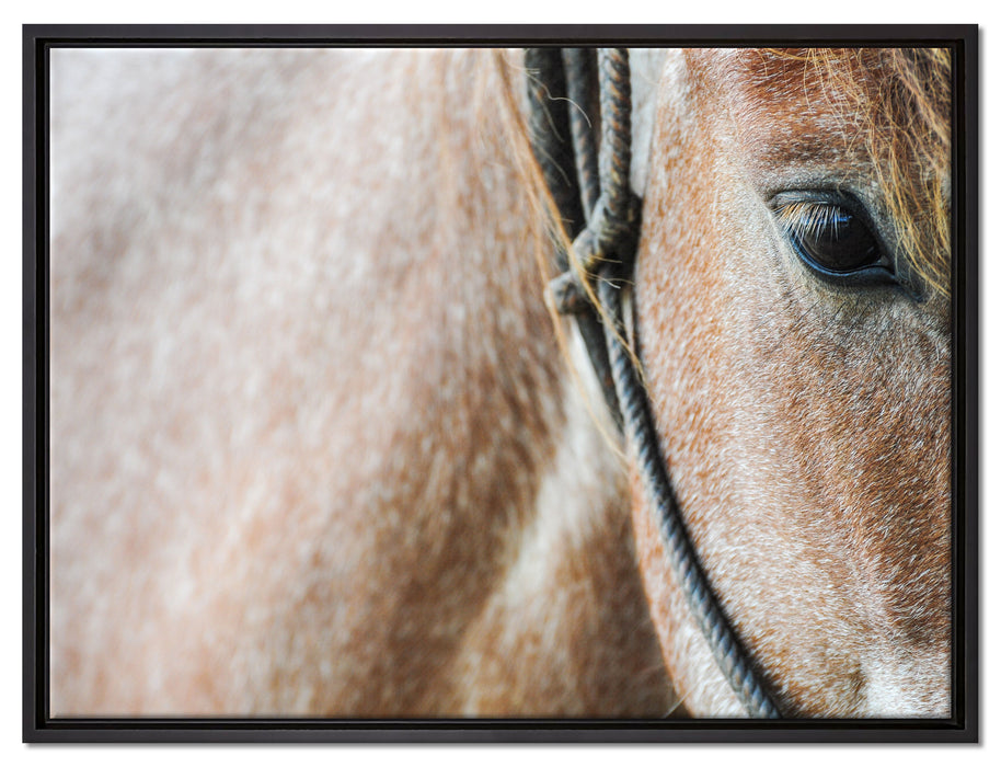 prachtvolles Pferd auf Leinwandbild gerahmt Größe 80x60